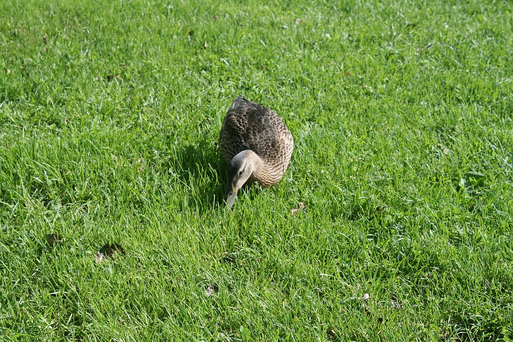 IMG_000335.JPG
