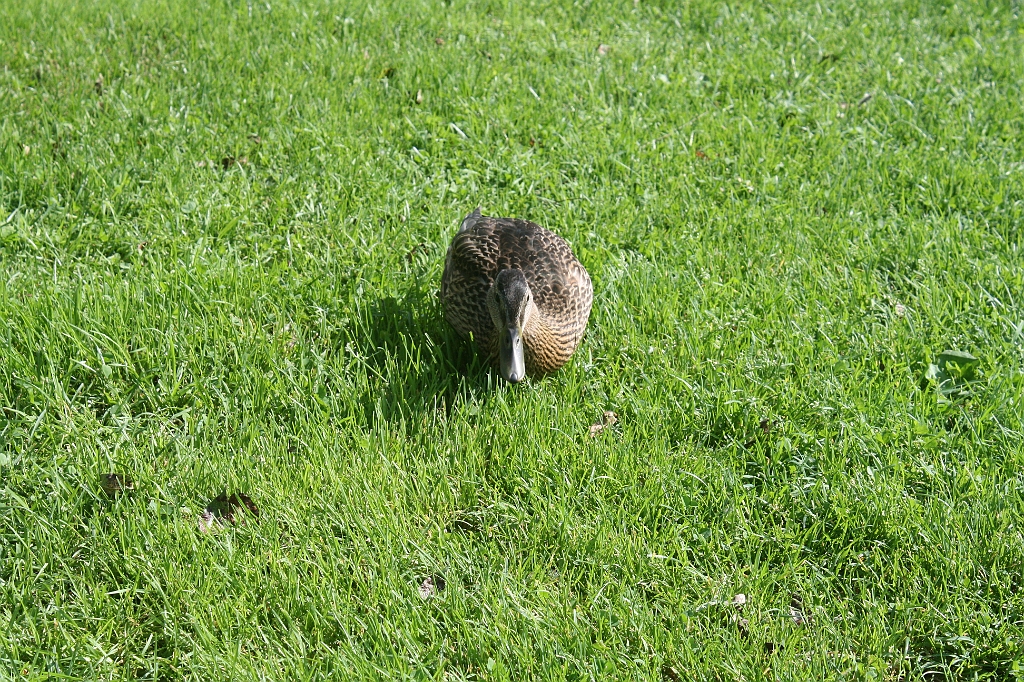 IMG_000336.JPG