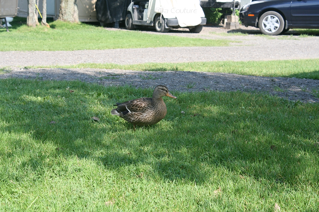 IMG_000346.JPG