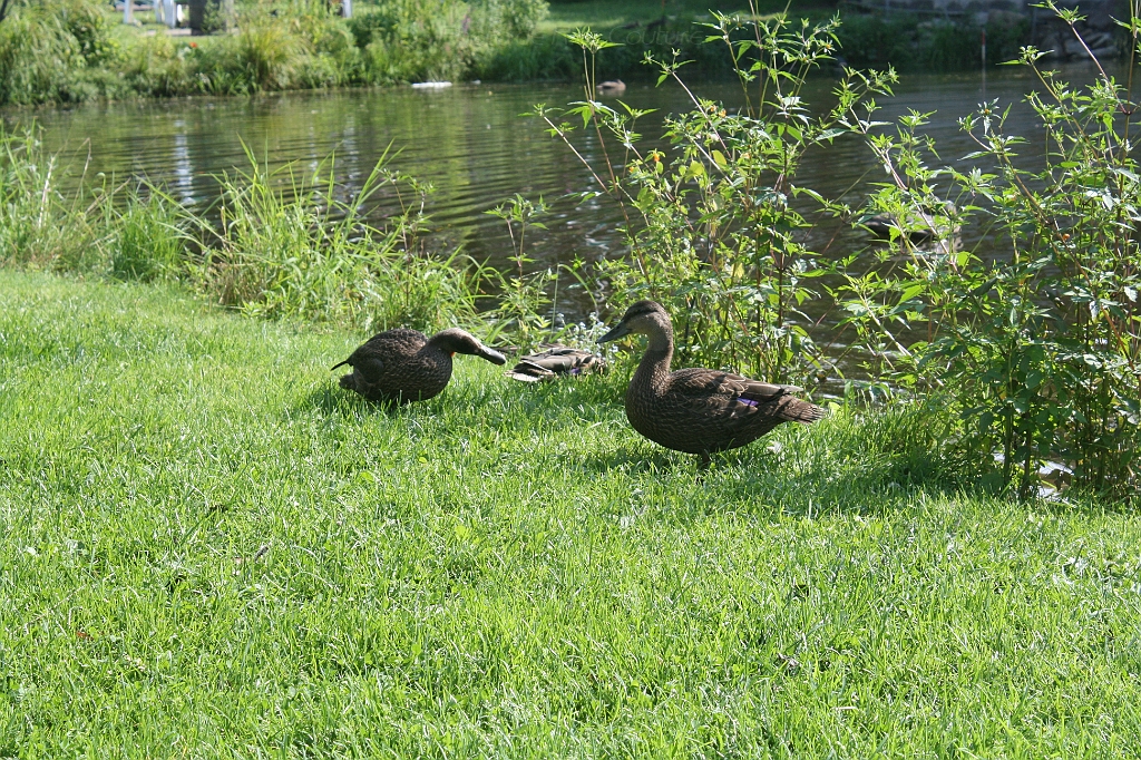 IMG_000356.JPG