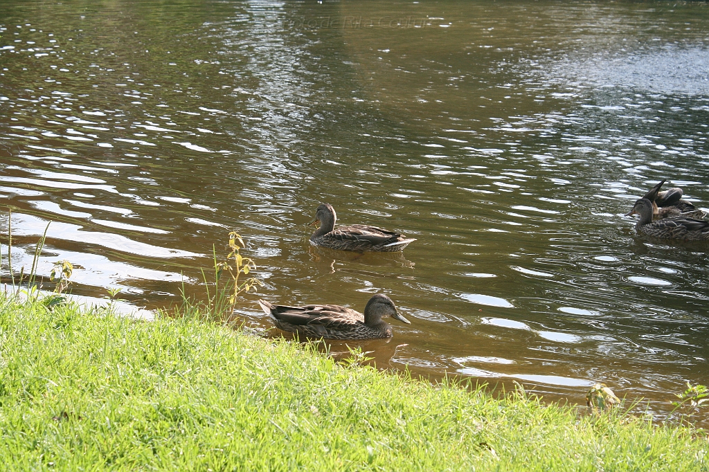 IMG_000361.JPG