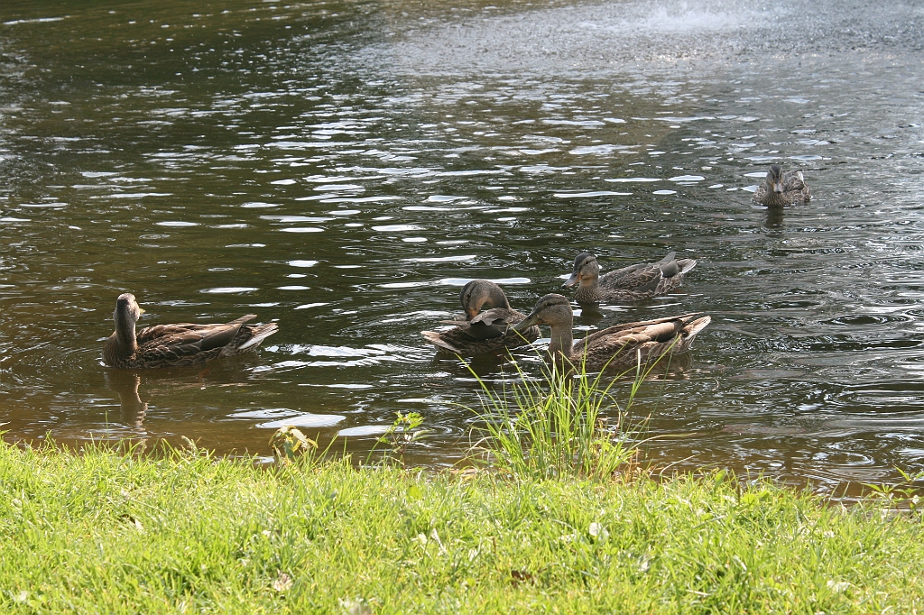 IMG_000371.JPG