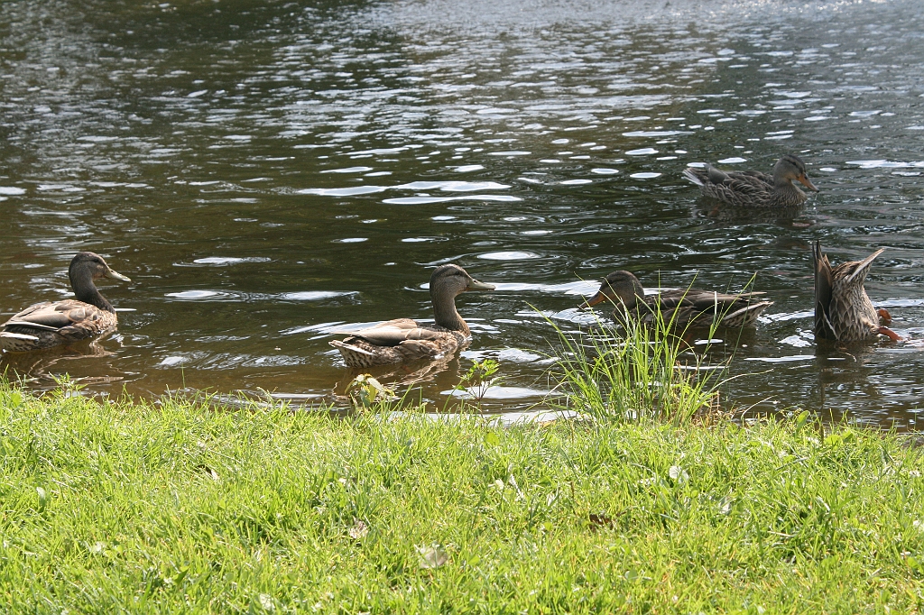 IMG_000374.JPG