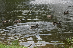 IMG_000016