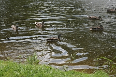 IMG_000017