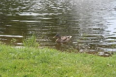 IMG_000025