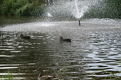 IMG_000026