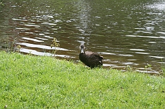 IMG_000033