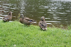 IMG_000058