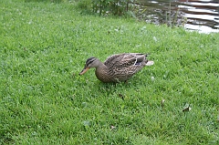IMG_000073