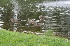 IMG_000075