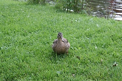 IMG_000077