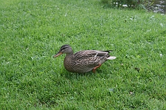 IMG_000078