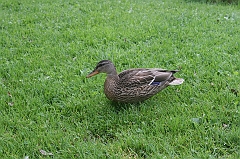 IMG_000079