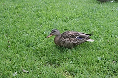 IMG_000080
