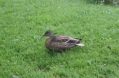 IMG_000082