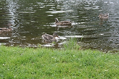 IMG_000083