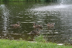 IMG_000084