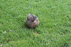 IMG_000086