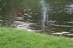 IMG_000091