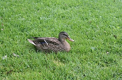 IMG_000099
