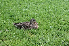 IMG_000101