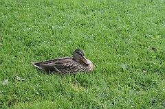 IMG_000106