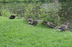 IMG_000107