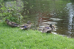 IMG_000109