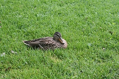 IMG_000110