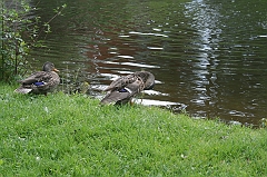 IMG_000113