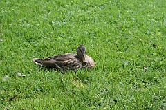 IMG_000115