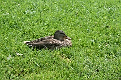 IMG_000118