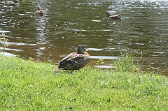 IMG_000132