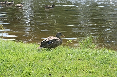 IMG_000133
