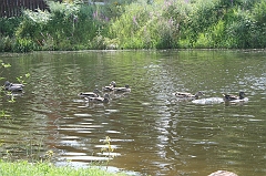 IMG_000135