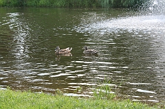 IMG_000163
