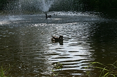IMG_000194