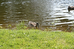 IMG_000201