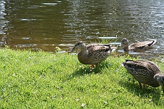IMG_000209