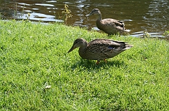 IMG_000211