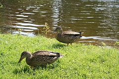 IMG_000212