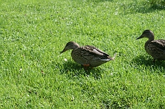 IMG_000219