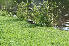 IMG_000235