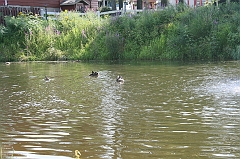 IMG_000237