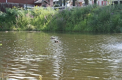 IMG_000238