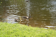 IMG_000239