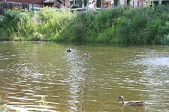 IMG_000246