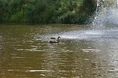 IMG_000247