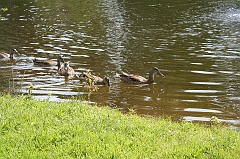 IMG_000248